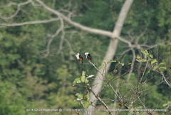 Microhierax caerulescens burmanicus
