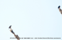 Microhierax caerulescens burmanicus