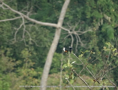 Microhierax caerulescens burmanicus