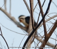 Microhierax caerulescens burmanicus