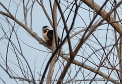 Microhierax caerulescens burmanicus