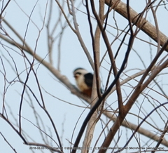 Microhierax caerulescens burmanicus