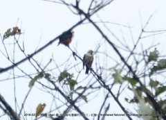 Microhierax caerulescens burmanicus
