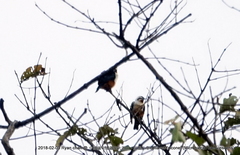 Microhierax caerulescens burmanicus