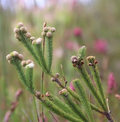 Berzelia rubra