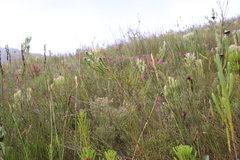 Berzelia rubra