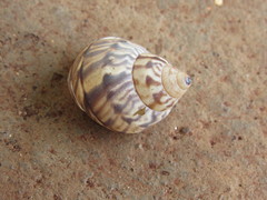 Orthalicus pulchellus