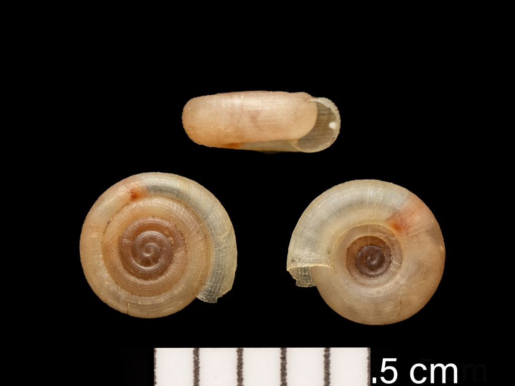 Mexican coil