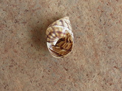 Orthalicus pulchellus