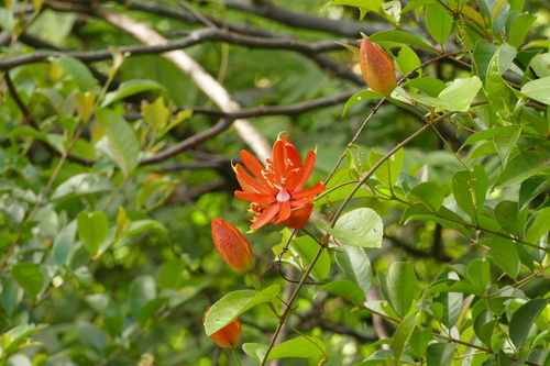 Passiflora coccinea, photograph 3