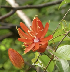 Passiflora coccinea, photograph author not stated, no rights reserved