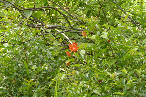 Passiflora coccinea, photograph 5