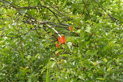 Passiflora coccinea, photograph author not stated, no rights reserved