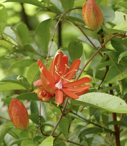 red passionflower (Passiflora coccinea)