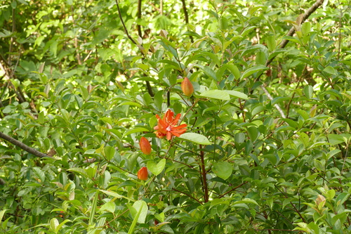 Passiflora coccinea, photograph 6