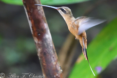 Phaethornis koepckeae