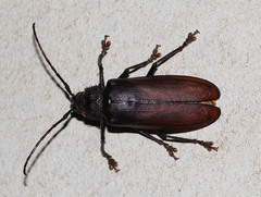 Cnemoplites blackburni