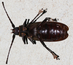 Cnemoplites blackburni