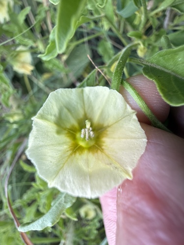 grape groundcherry