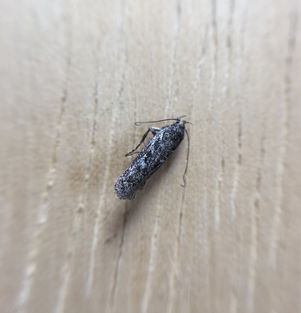 Gelechia mandella