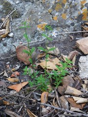 Chaenostoma hispidum