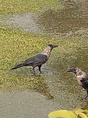 Corvus splendens