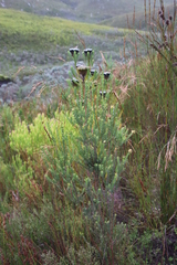 Penaea cneorum ruscifolia