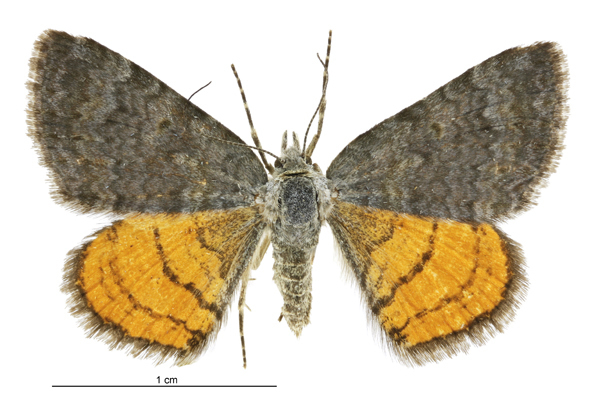 Creekbed Orange Underwing