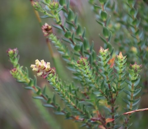 Penaea cneorum (Penaea cneorum)