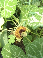 Aristolochia fimbriata