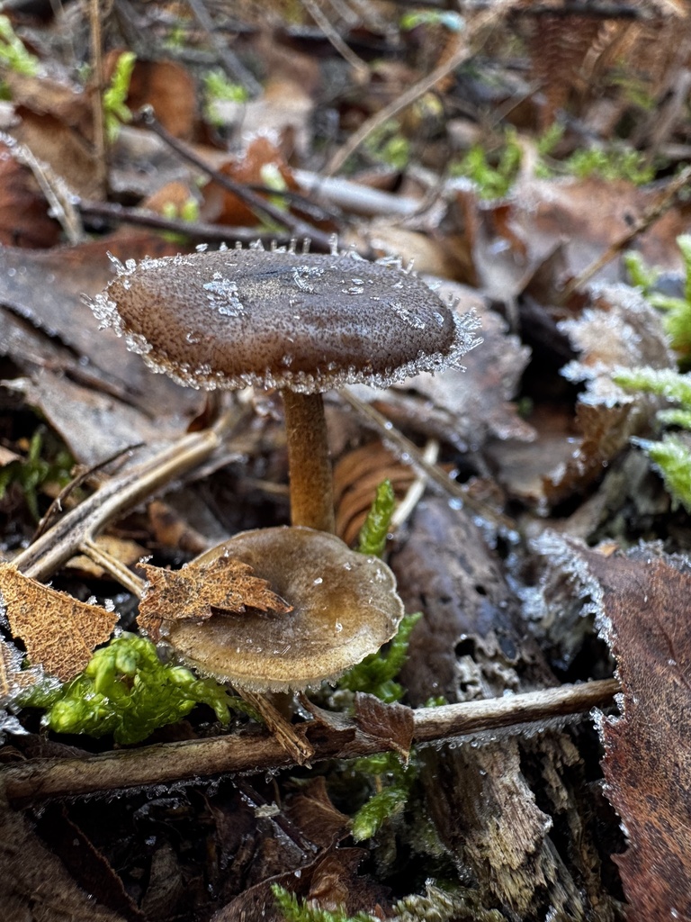 Lentinus brumalis · January 2026 · photo: © lizfrost47 (iNaturalist, cc-by)