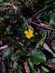 Viola reichei, photograph (c) Felipe Horton, some rights reserved (CC BY)