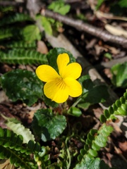Viola reichei, photograph (c) Felipe Horton, some rights reserved (CC BY)