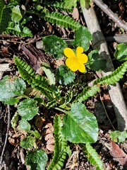 Viola reichei, photograph (c) Felipe Horton, some rights reserved (CC BY)