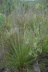 Hypodiscus alboaristatus