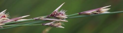 Image of White-Awn Pineapplereed (Hypodiscus alboaristatus) by (c) Tony Rebelo, some rights reserved (CC BY-SA)