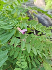 (c) Felipe Horton, some rights reserved (CC BY) Vicia nigricans, photograph (c) Felipe Horton, some rights reserved (CC BY)