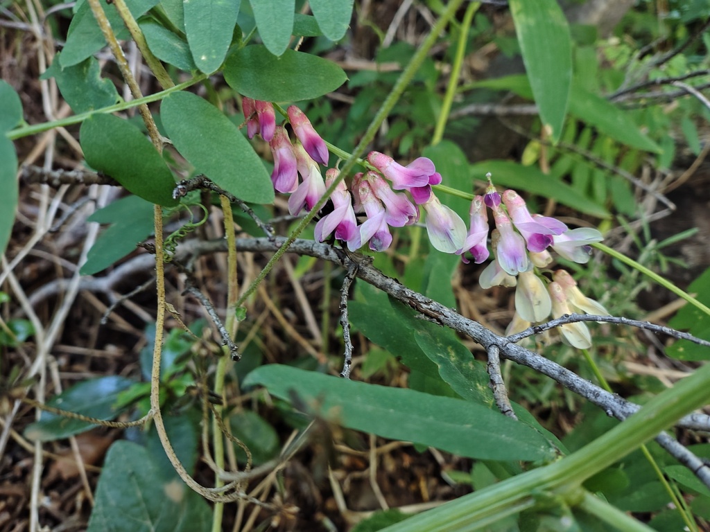 Vicia nigricans; photograph (c) Felipe Horton, some rights reserved (CC BY)