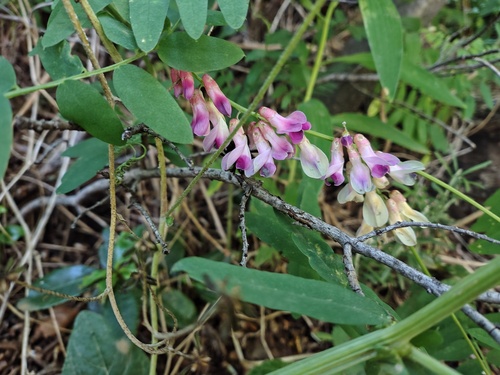 Black Vetch (Vicia nigricans)