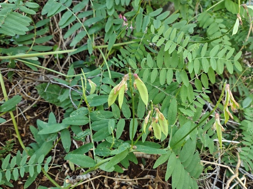 Vicia nigricans, photograph 2