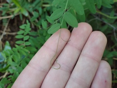 (c) Felipe Horton, some rights reserved (CC BY) Vicia nigricans, photograph (c) Felipe Horton, some rights reserved (CC BY)