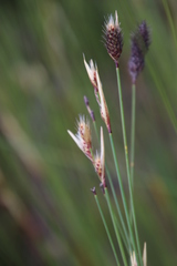 Hypodiscus alboaristatus