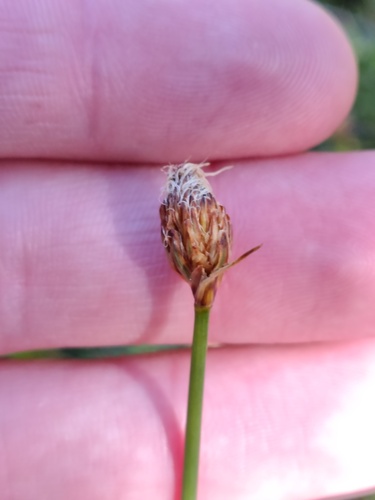 Carex aphylla (Carex aphylla)