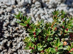 Gaultheria pumila, photograph (c) Felipe Horton, some rights reserved (CC BY)