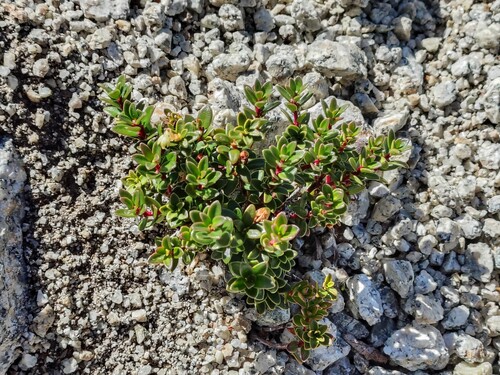 Gaultheria pumila, photograph 6