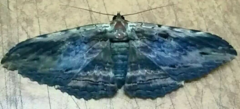 Anisoneura aluco