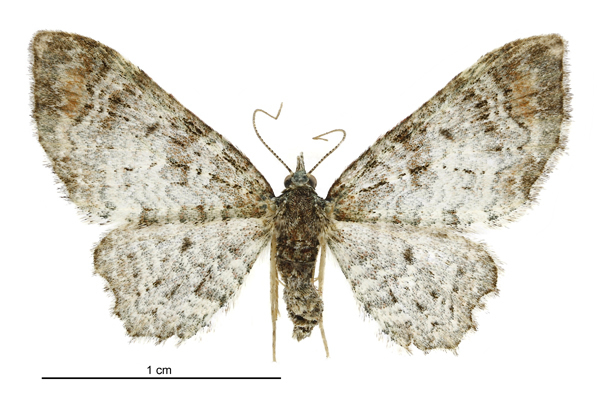 Pasiphila aristias