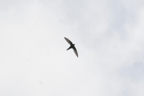 White-rumped Swift, The Island, Sedgefield, 6573, Zuid-Afrika, photo 10 of 10