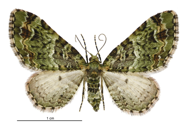 Pasiphila bilineolata