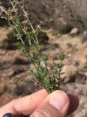 Galium wrightii